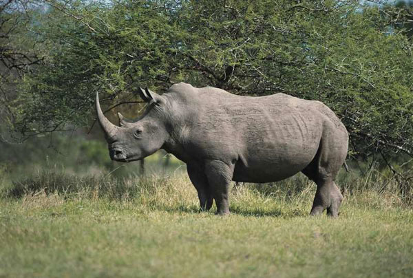 rhino