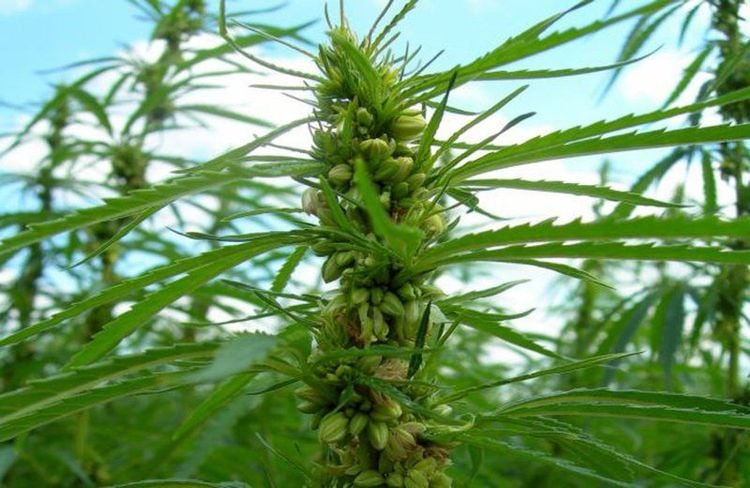 10_69%20h%E1%BA%A1t%20ch%E1%BB%A9a%20d%E1%BA%A7u