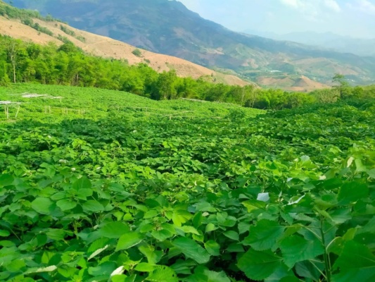 c%C3%A2y%20l%E1%BA%A5y%20s%E1%BB%A3i%2010_68