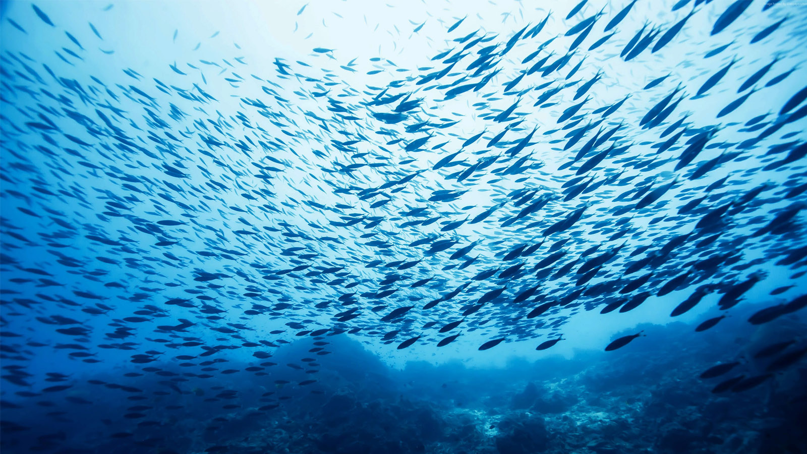 co-phai-dai-duong-dang-can-kiet-ca-bien