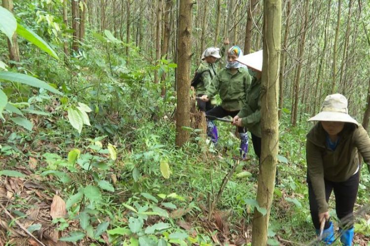 ma-nganh-0210-trong-rung-cham-soc-rung-va-uom-giong-cay-lam-nghiep