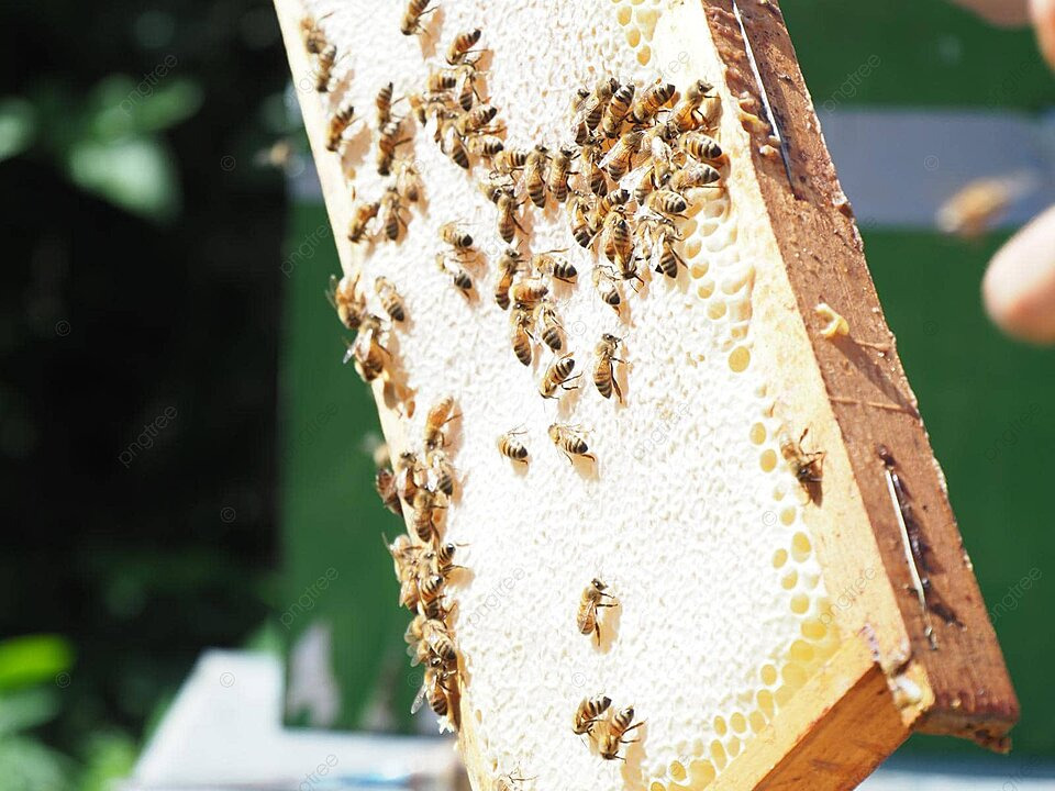 pngtree-the-bee-expert-extracts-a-honeyfilled-frame-from-the-beehive-within-the-colony-photo-image_47506636